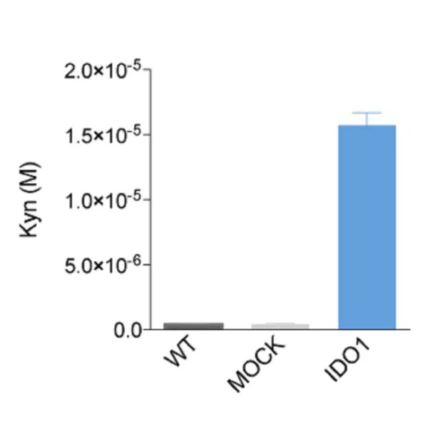 Determination of L-Kynurenine levels in CT26 cell cultures by ELISA