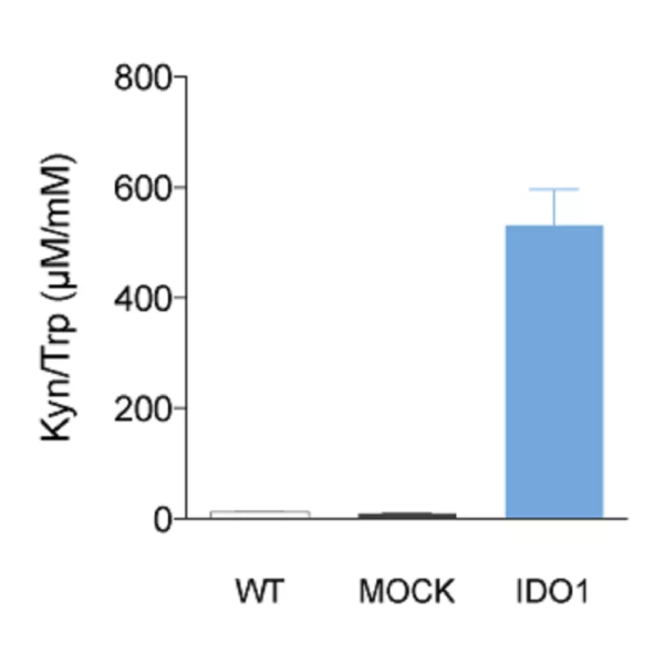 L-Kynurenine/ L-Tryptophan ratio ELISA in CT26 tumor cell lines