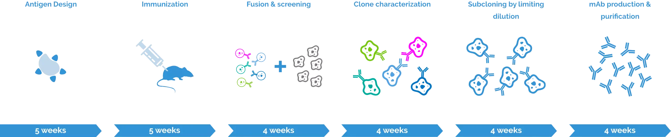 Mouse monoclonals anti-hapten antibodies custom services