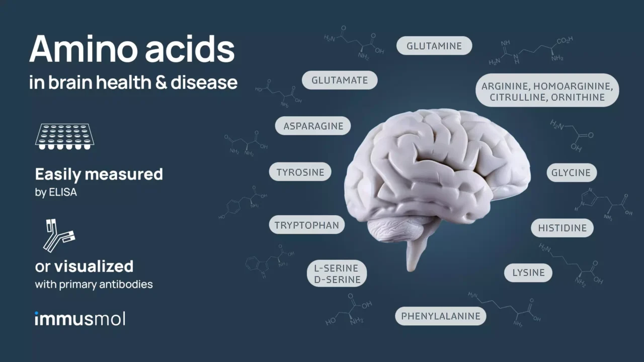 Amino acids in brain health & disease: why and how to measure them easily ?
