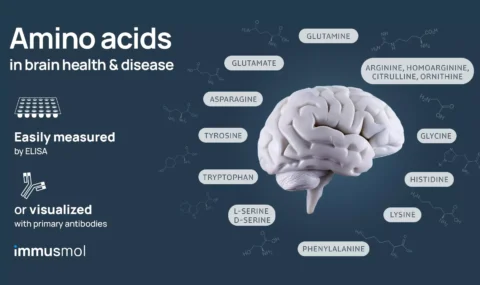 mino acids in brain health & disease: why and how to measure them easily ?