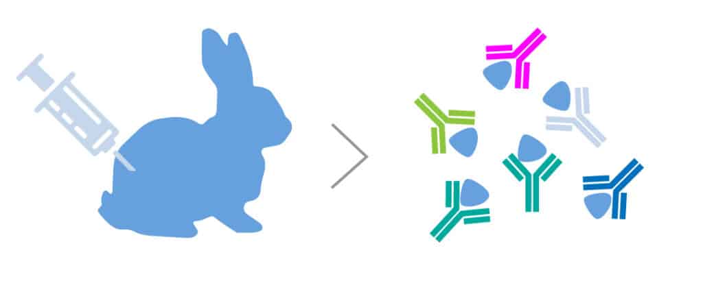 custom anti hapten antibodies rabbit polyclonal antibodies