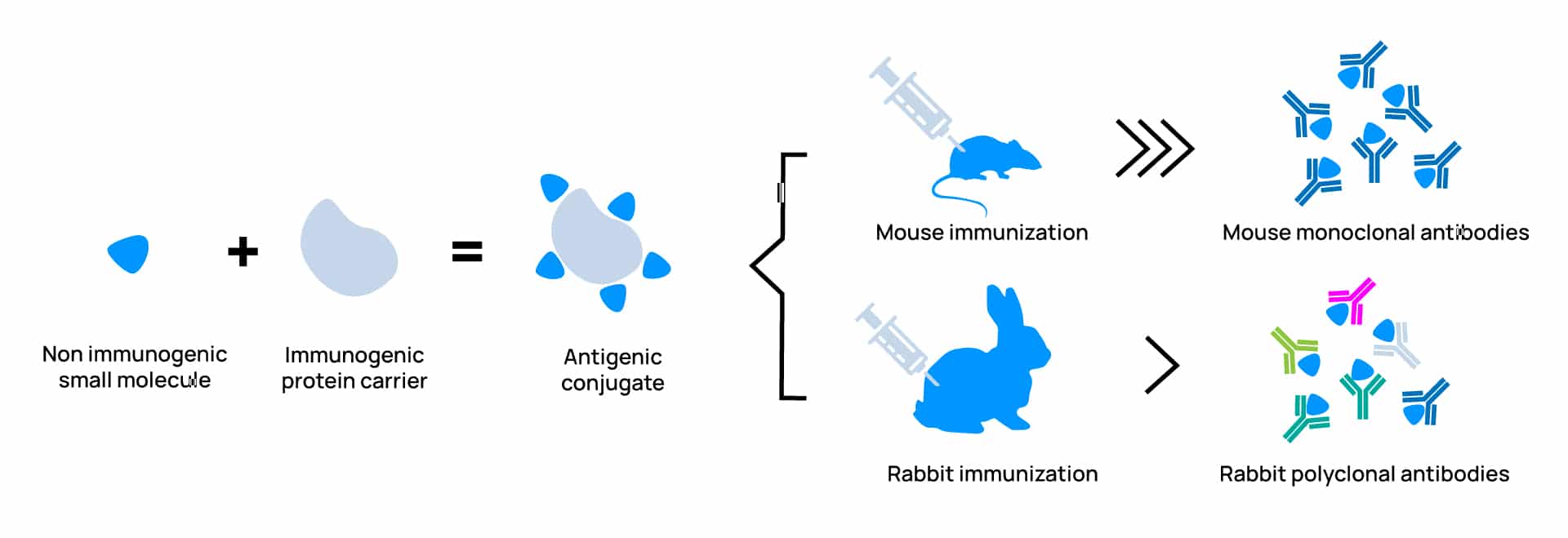 custom small molecule antibody development services anti-hapten-antibodies