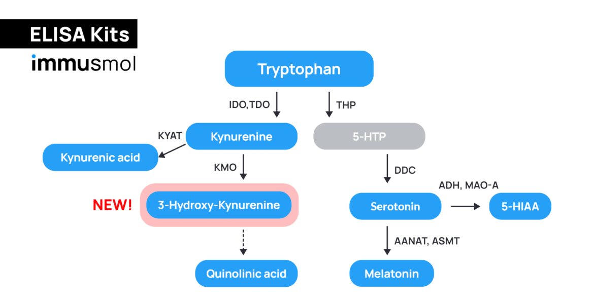 3-HK ELISA kit 3-hydroxy-kynurenine