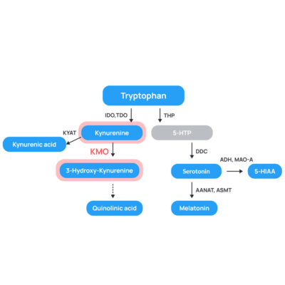 KMO ELISA 3-HK Kynurenine ratio